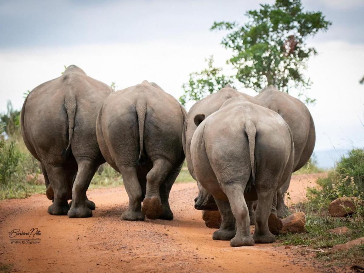 Elephants Crossing 벨게본든 수렵 금지 구역 외부 사진